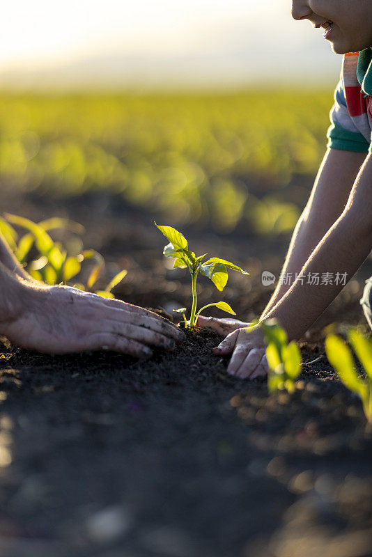 人的双手帮助把幼苗种在地里