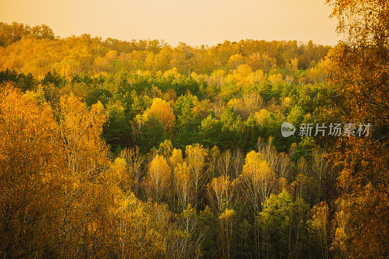 秋天的自然背景。黄色的秋叶。美丽的大自然。精灵森林。阳光灿烂的日子