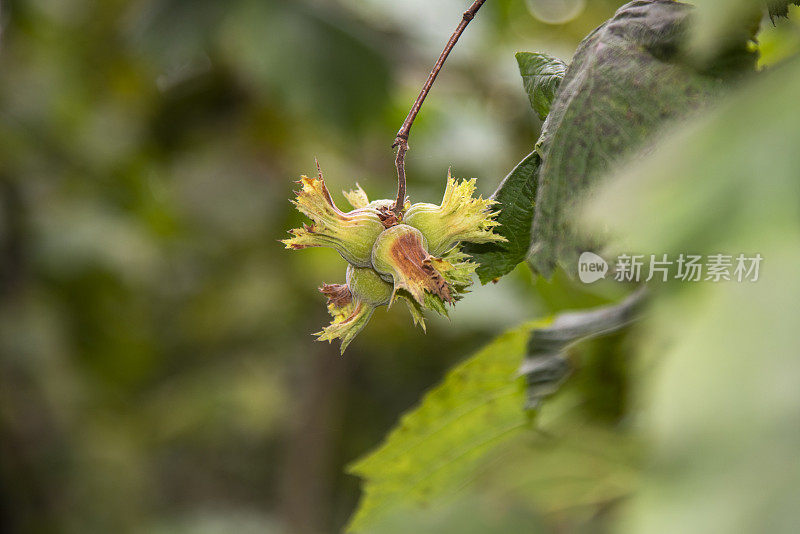 绿色天然新鲜榛子