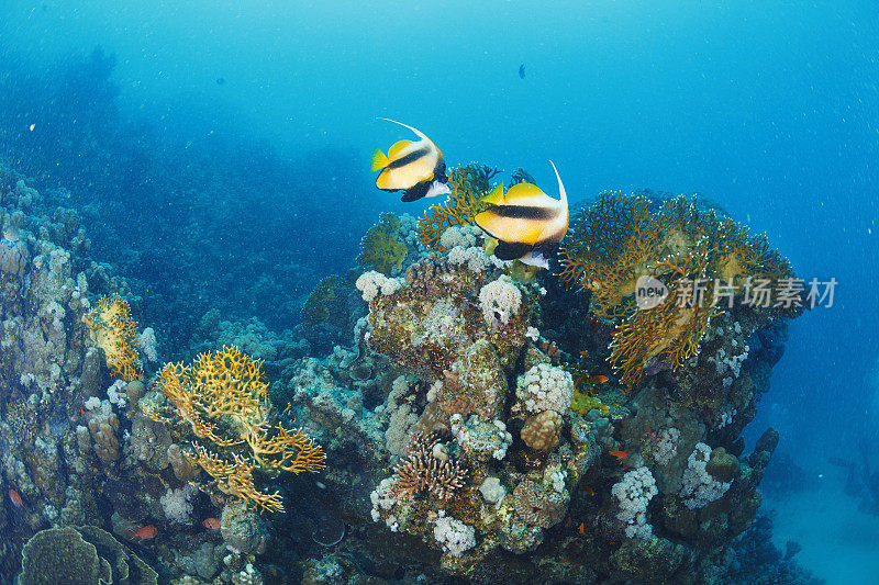 红海旗鱼鱼水下海洋生物珊瑚礁水下照片水肺潜水员的观点