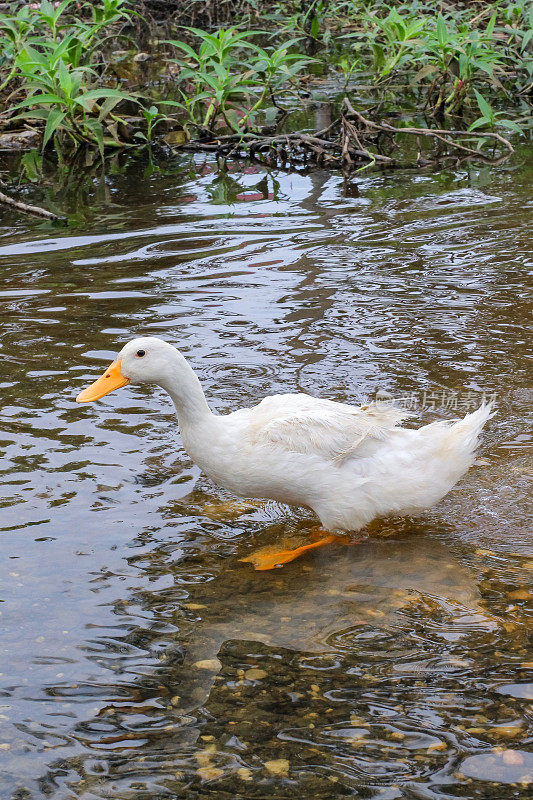 鸭子在河里游泳