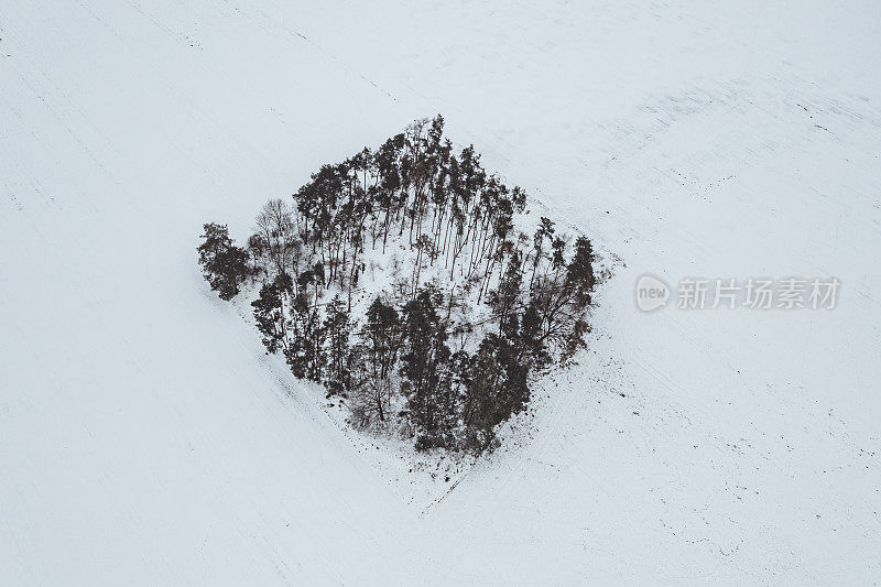 鸟瞰雪域中央的一丛树木