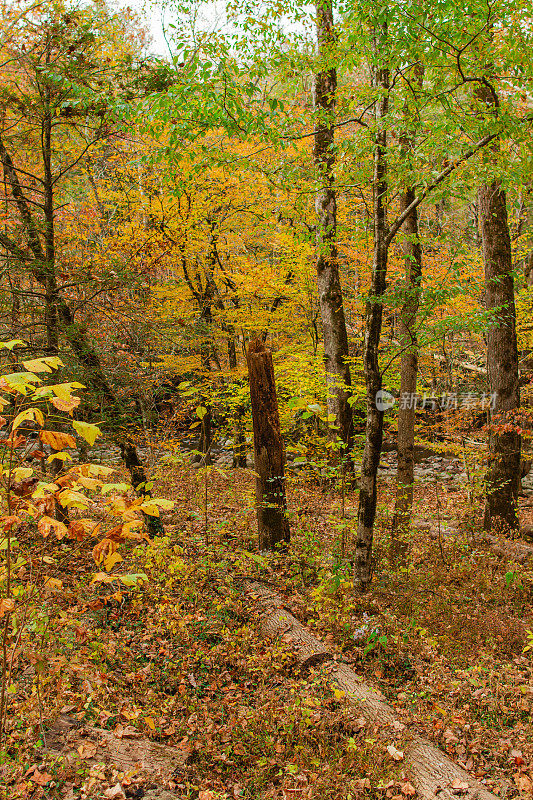 五颜六色的秋天树木和田纳西州的山景在2022年的秋天