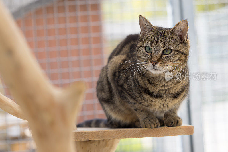 木制猫塔上可爱的灰色斑猫