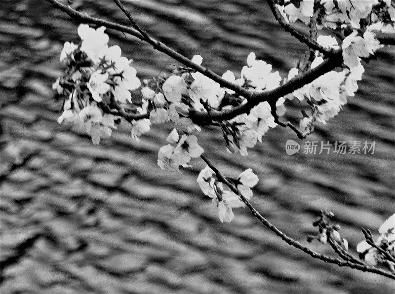日本。三月底。露出水面的樱花枝。