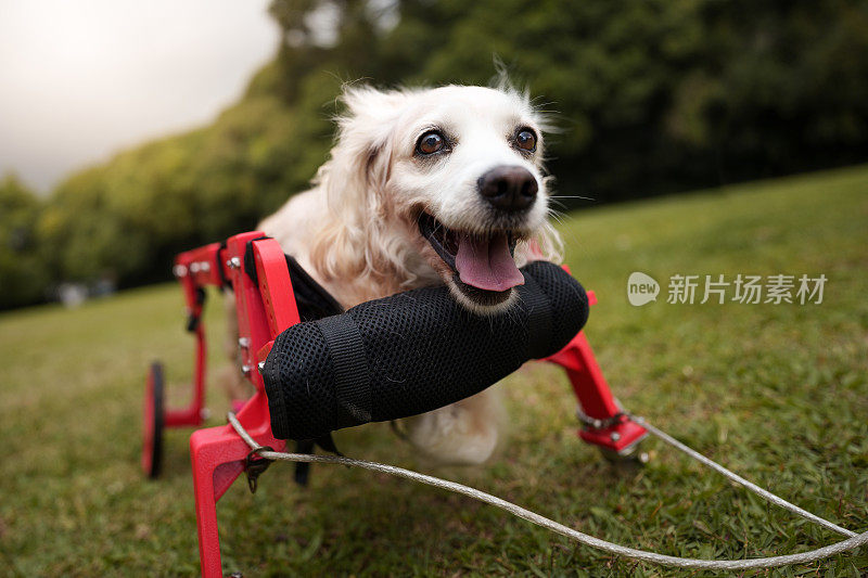残疾狗的肖像在它的红色轮椅