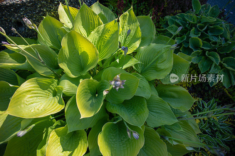 近距离的叶子植物，在草甸