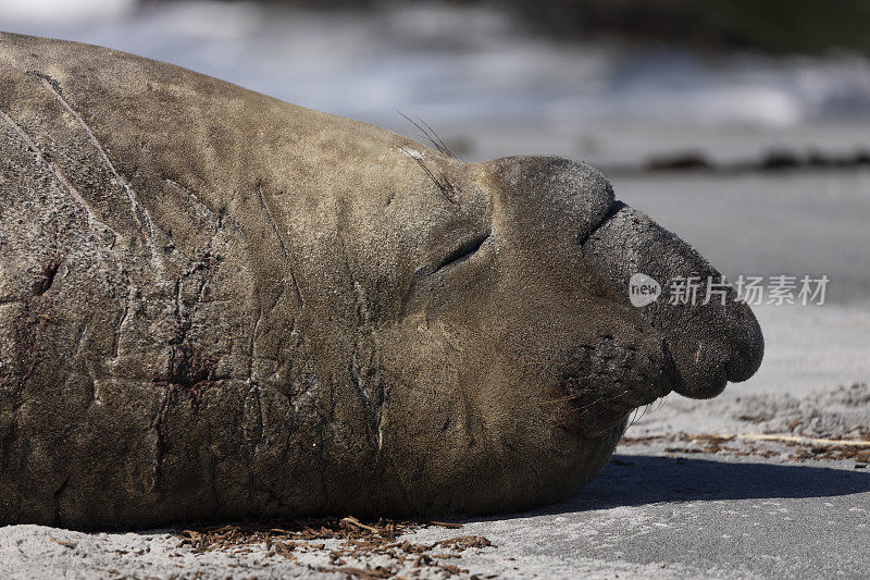 南象海豹，米隆加leonina，海狮岛，福克兰群岛