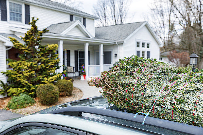 绑在车顶上的节日圣诞树