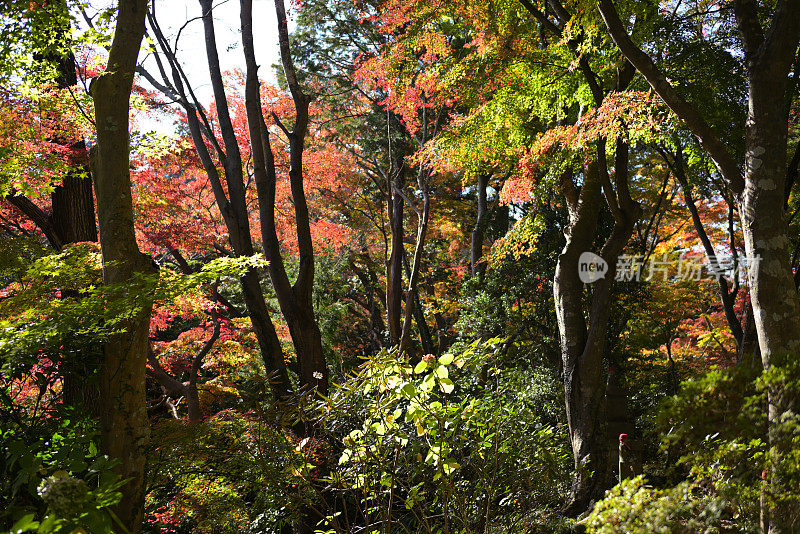 秋天的风景，高尾山，日本东京(11月-2022年)