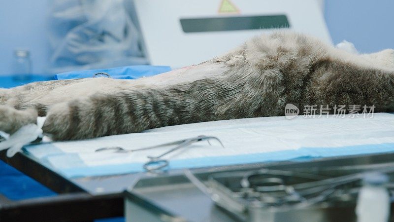在绝育过程中，猫躺在麻醉下，张开被绑住的爪子