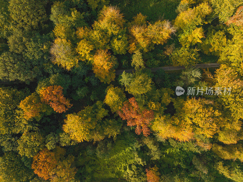 秋天的森林，从上面看五颜六色的树叶