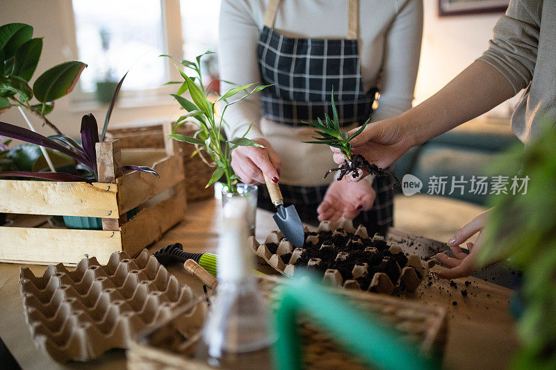 两位女性朋友在家里照顾室内植物