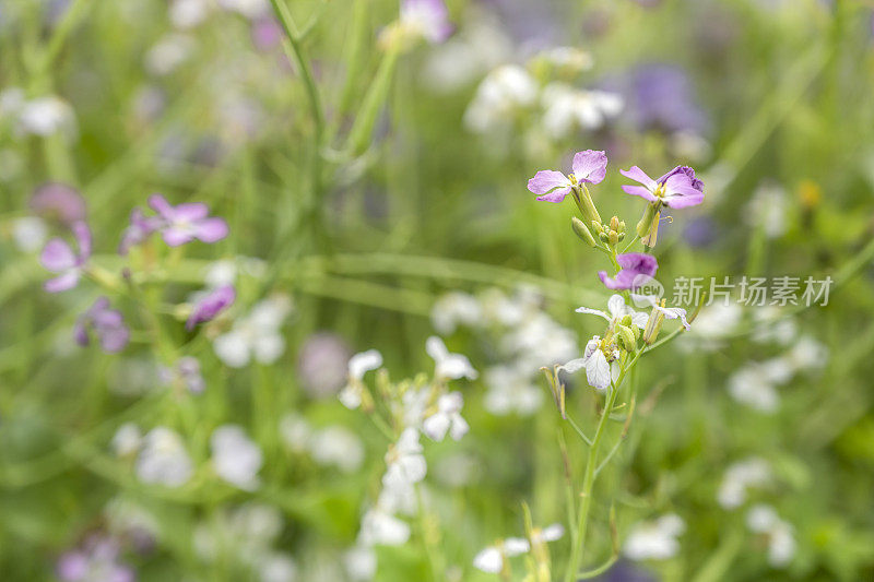 萝卜花特写