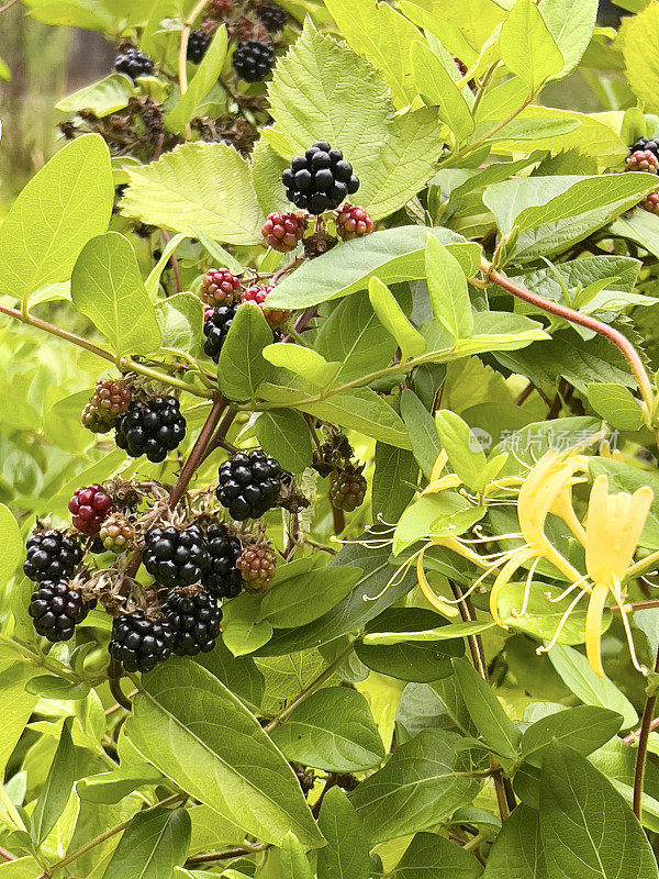 黑莓和开花忍冬藤