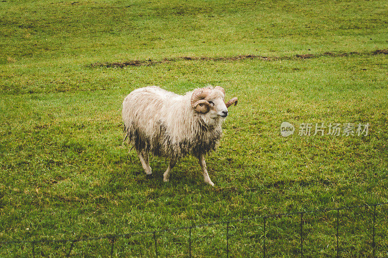 草场上有角的羊蜷曲着