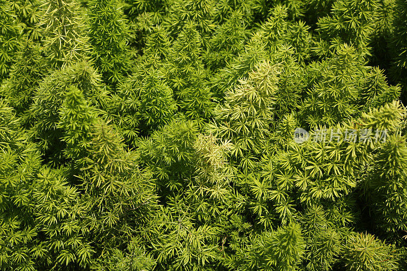 狐尾蕨类植物