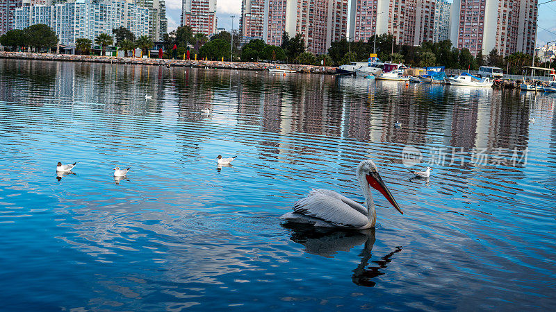 鹈鹕和海鸥是在海上的焦点，前景公寓是背景城市景观水平仍然