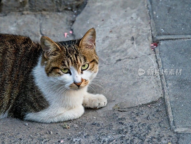 盯着猫