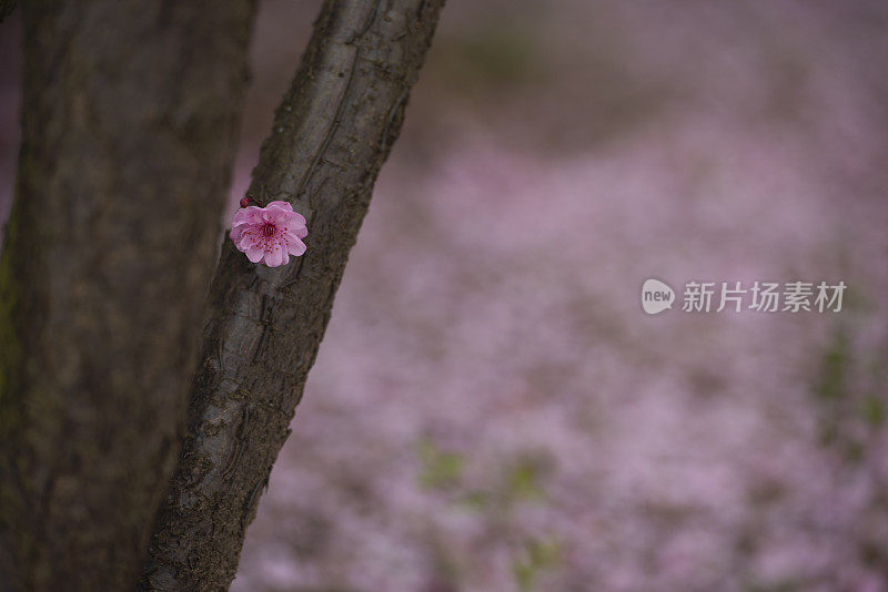 樱花盛开，花瓣纷纷落地