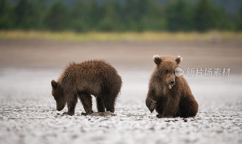 棕熊幼崽在海滩上和它的兄弟姐妹一起玩一片海草，而妈妈正在寻找蛤蜊。