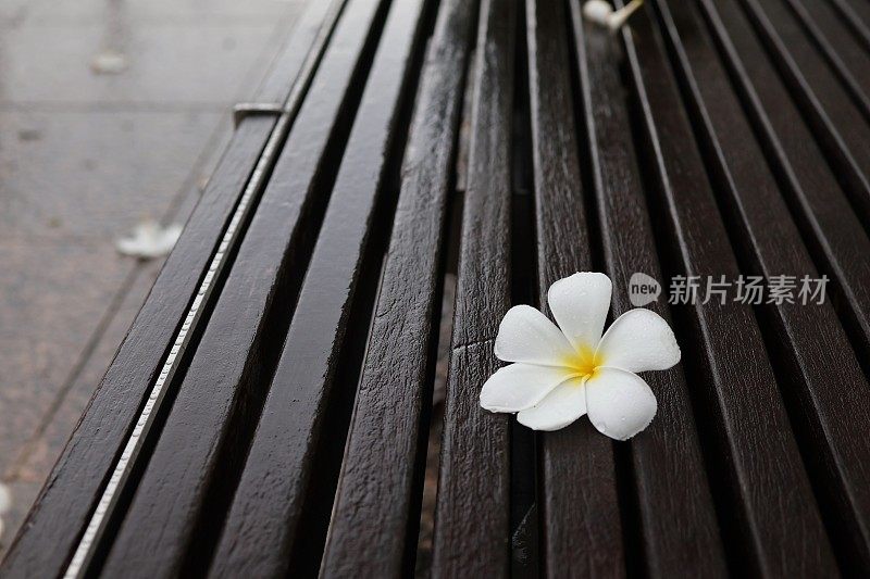 雨后的新加坡清晨街道