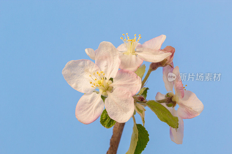 一棵苹果树的照片，白色的花朵盛开，生长在蓝色的背景上。海棠盛开的花。白色的小花，在白色的背景上生长和盛开。