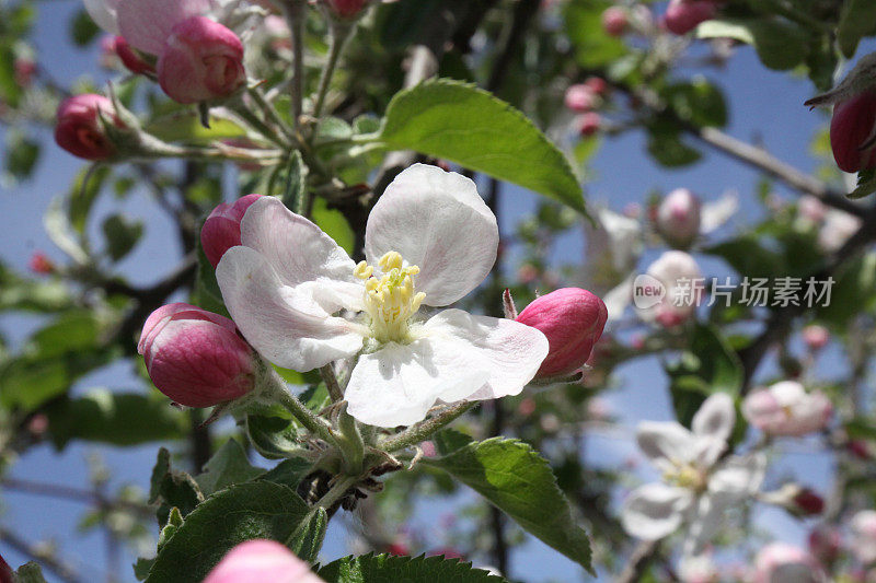 春天开苹果花