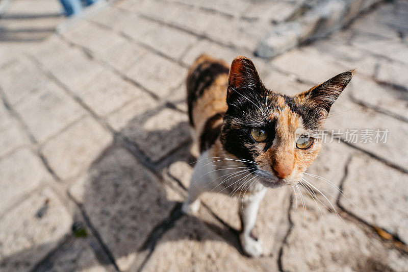 希腊街头的流浪猫