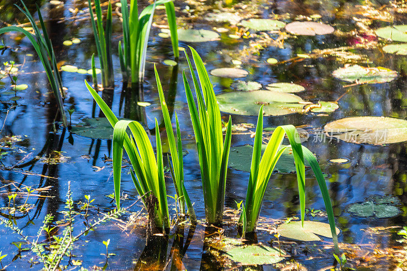 明亮的绿色叶子从沼泽的水中升起，周围是睡莲