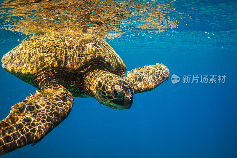 从水下看，在海洋表面附近游泳的绿海龟