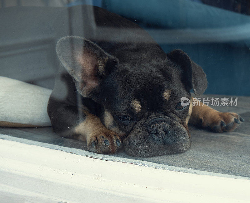 无聊的斗牛犬