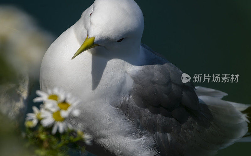 汉普顿悬崖上的基蒂威克