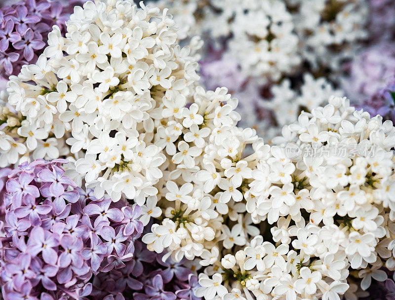 丁香花背景