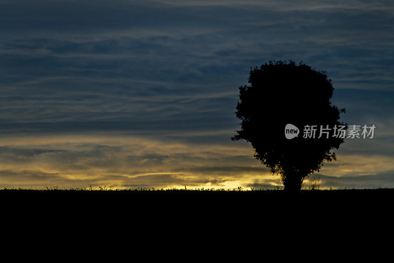 奥地利奥滕施拉格镇附近，傍晚，日落时分，田野里孤零零的一棵树