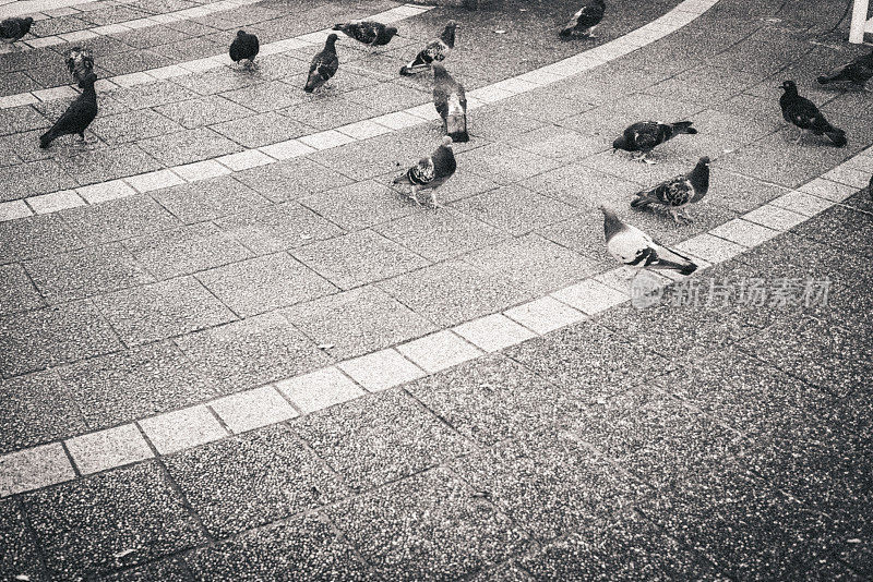 鸽子成群结队地来到公园