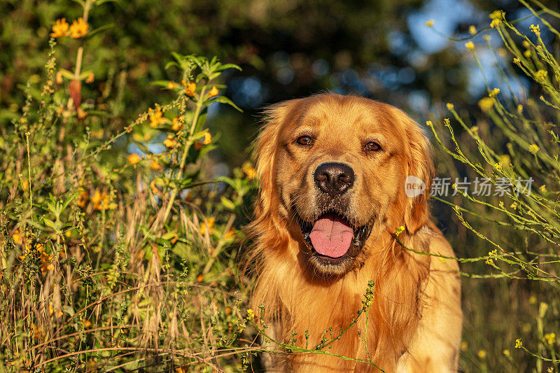 在温暖的午后阳光下，金毛猎犬在草地上散步的肖像。