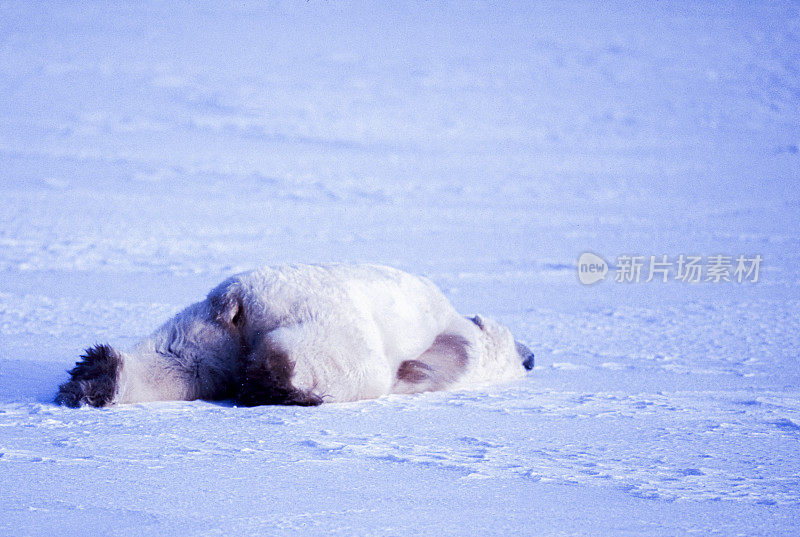 一只野生北极熊在雪地上打滚