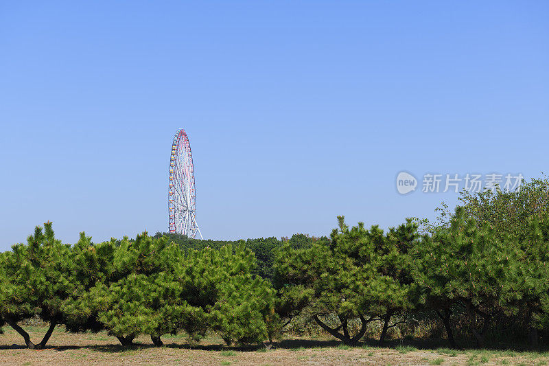 大摩天轮在日本松林之外可见