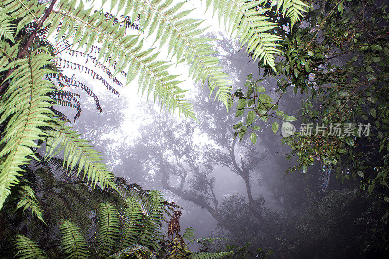 绿色蕨类植物的叶子与神秘的非洲山区热带雨林的Magoebaskloof，笼罩在迷雾的背景。