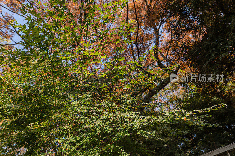 日本天王寺公园附近美丽的秋叶