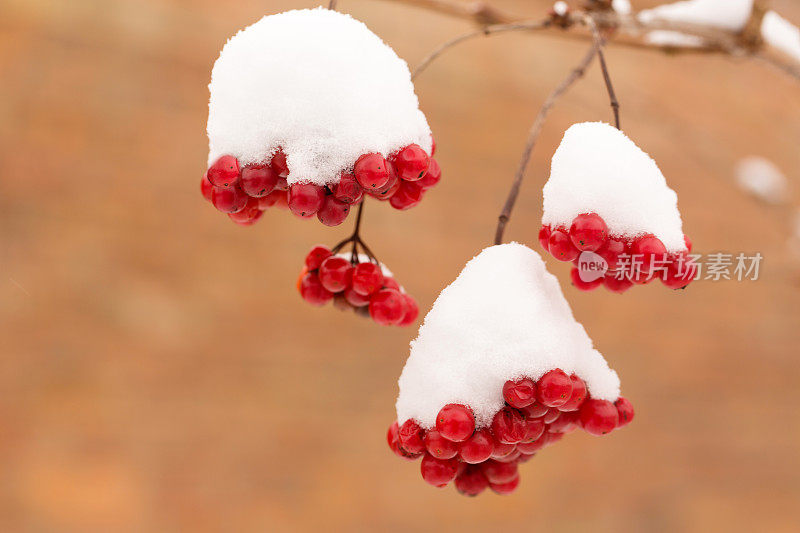 一串串多汁的维恩莓洒上了雪