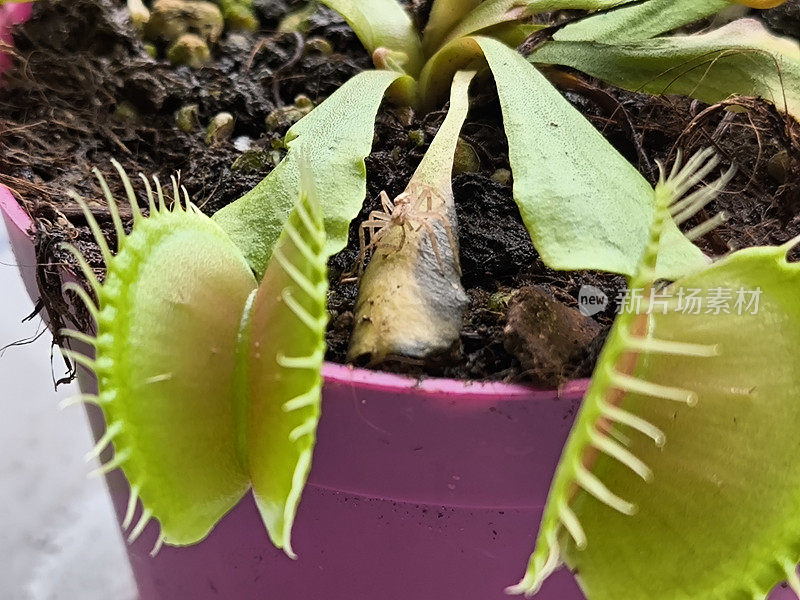 食虫植物