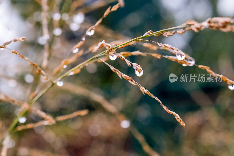 雨滴落在草地上。宏观照片