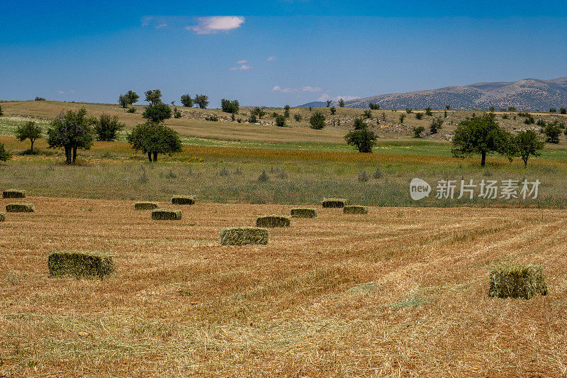 在农村收割干草，许多干草在田野里捆成一捆