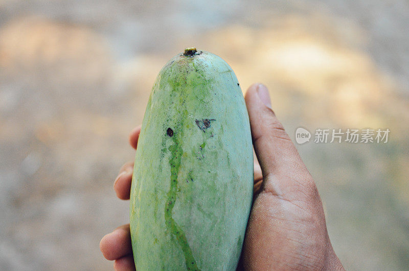 新鲜泰国芒果