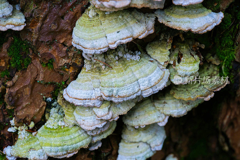 多孔支架真菌生长在树干上，架子蘑菇生长在森林中腐烂的原木树皮上
