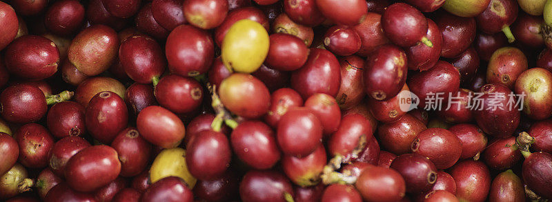 旗咖啡豆浆果种新鲜种子。全景熟红咖啡树生长绿色生态有机农场。横幅红种子成熟罗布斯塔阿拉比卡浆果收获咖啡园。咖啡豆树拷贝空间