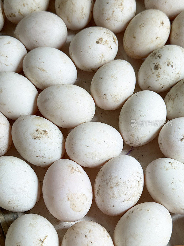 一批有机鸡蛋的全画幅图像，脏的白壳鸡蛋，白色背景，高架视图