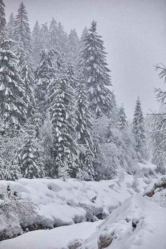 在意大利的多洛米蒂山脉，一条河流穿过一片白雪覆盖的森林